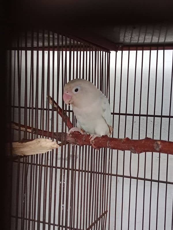 Albino Red Eye To Split Full Breeder Pair. 2