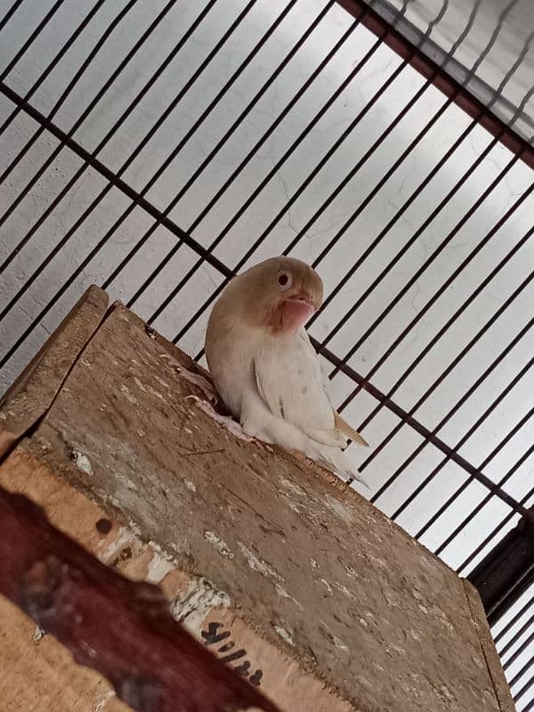 Albino Red Eye To Split Full Breeder Pair. 3
