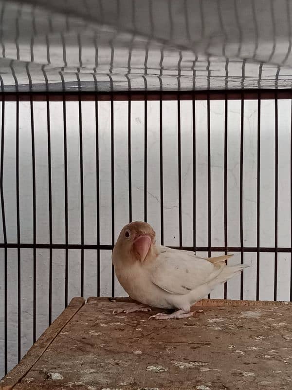 Albino Red Eye To Split Full Breeder Pair. 4