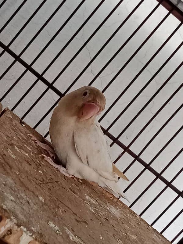 Albino Red Eye To Split Full Breeder Pair. 5