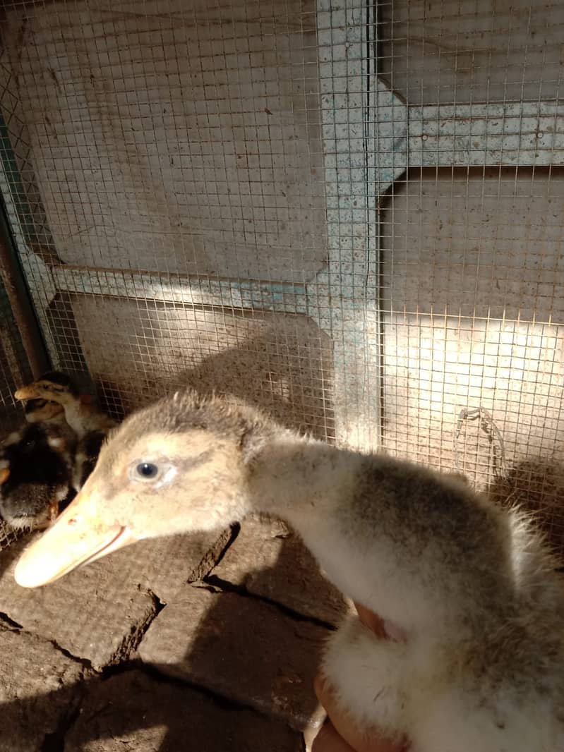 set of 5 ducks 0