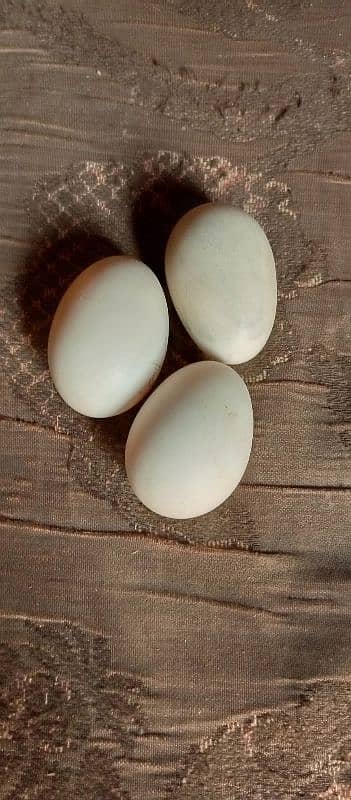 Astralorp fertile egg and aseel 0