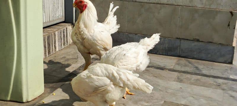 kandari heera chicks 0