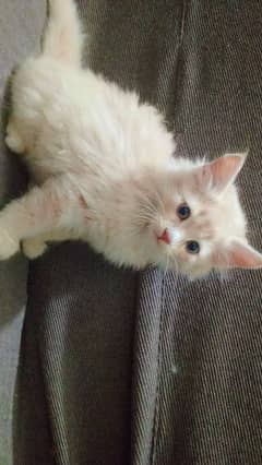 Persian cat double coated
