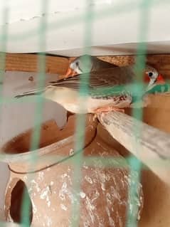 finches