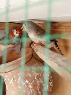finches