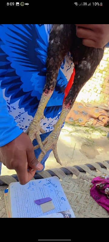 aseel murgha valti cross 2