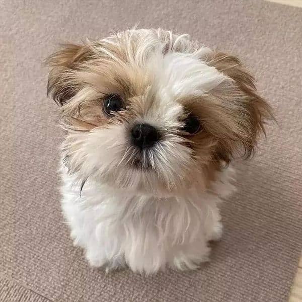 Shihtzu puppies available show quality 0