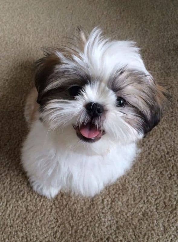 Shihtzu puppies available show quality 1