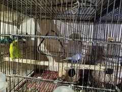 parakeets budgie
