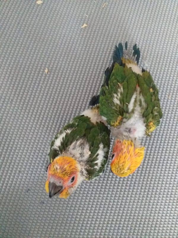 Sun Conure for sale 0