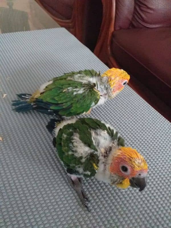 Sun Conure for sale 1
