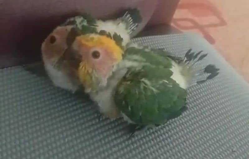 Sun Conure for sale 2