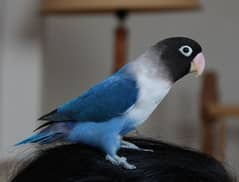 Love Birds 2 pairs