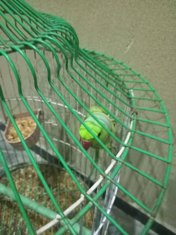 Green Ringneck Parrot for sale 0
