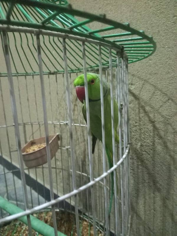 Green Ringneck Parrot for sale 2