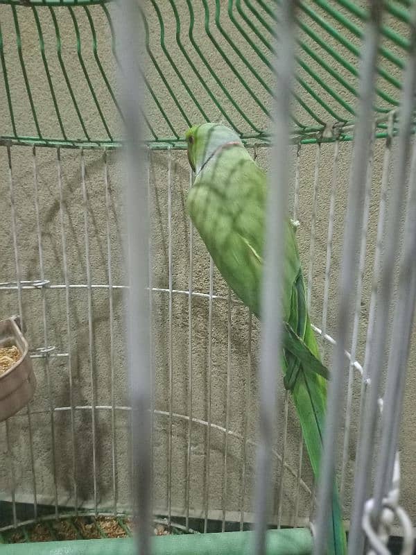 Green Ringneck Parrot for sale 3