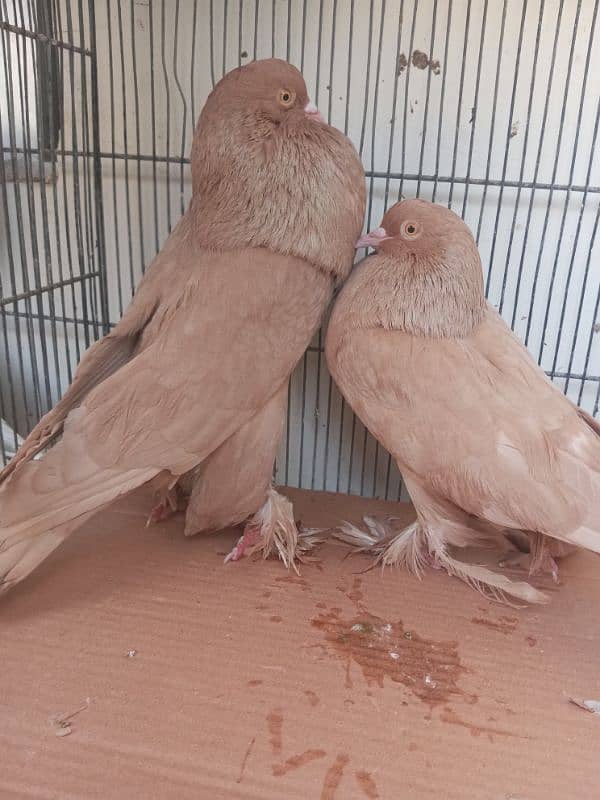 breeder health and active pair 1