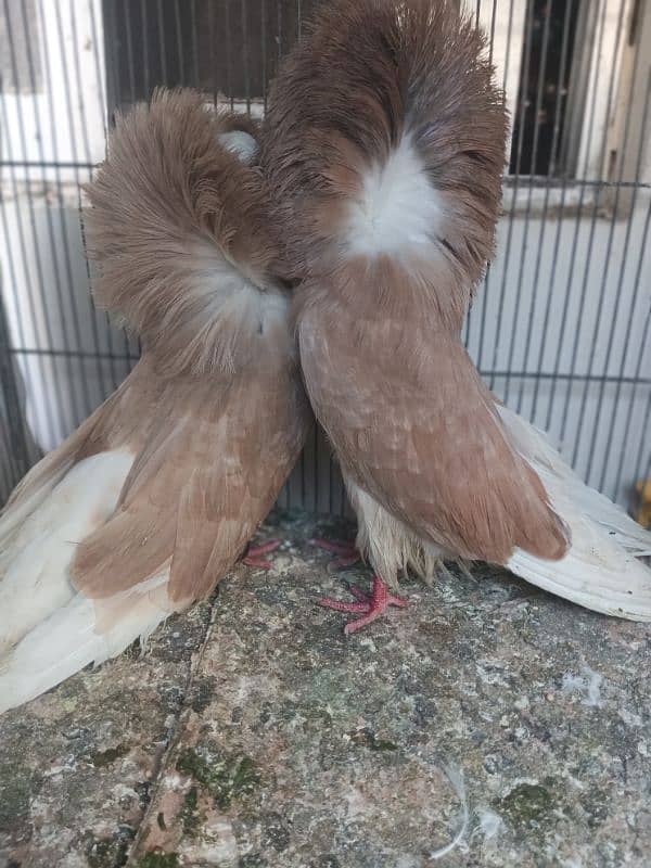 breeder health and active pair 2