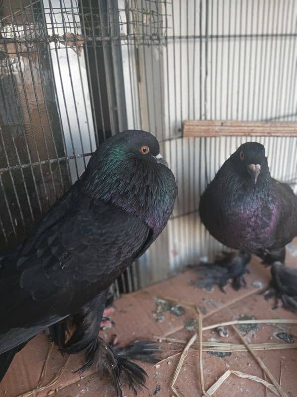 breeder health and active pair 4