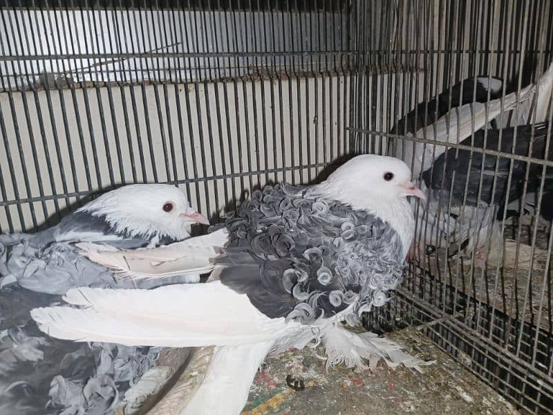 breeder health and active pair 7