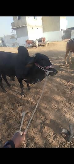 Bachra for qurbani
