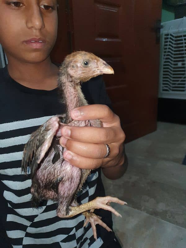 Aseel Sindhi X mianwali Cross Chicks For sale 1