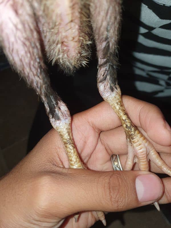 Aseel Sindhi X mianwali Cross Chicks For sale 2