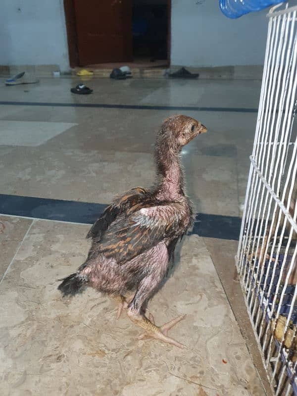 Aseel Sindhi X mianwali Cross Chicks For sale 3