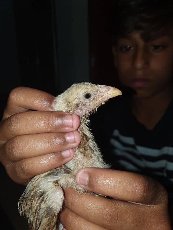 Aseel Sindhi X mianwali Cross Chicks For sale 4