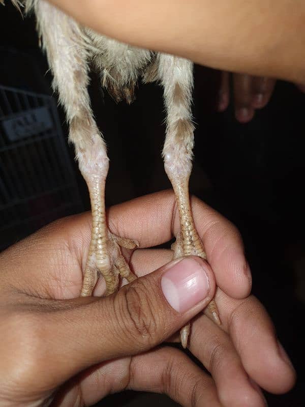 Aseel Sindhi X mianwali Cross Chicks For sale 5