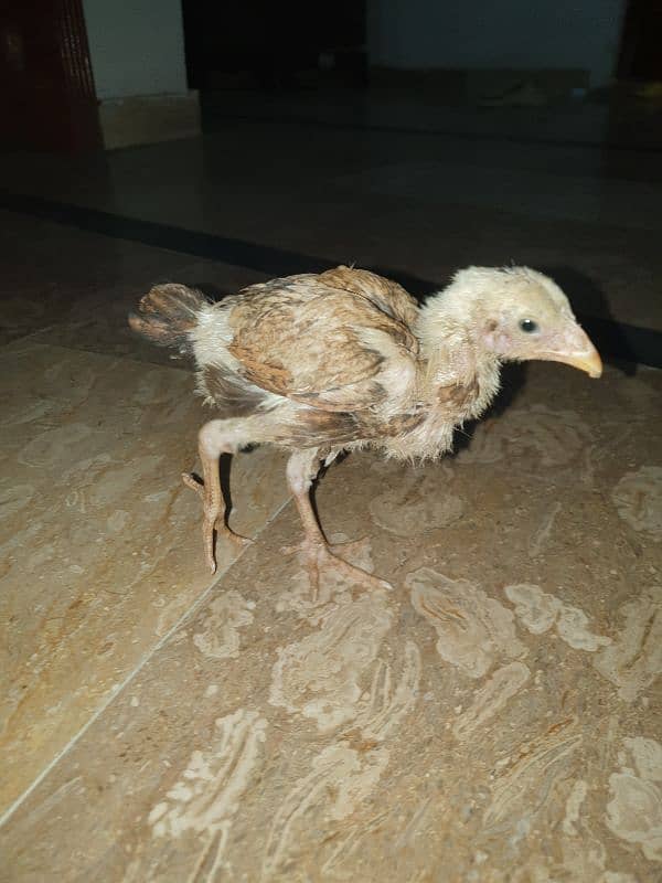 Aseel Sindhi X mianwali Cross Chicks For sale 6