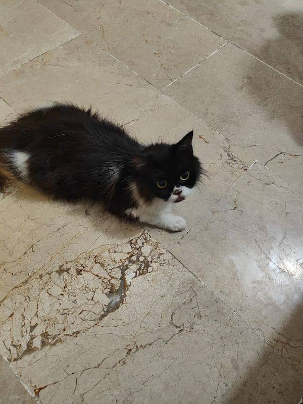 persian cat very intelligent & friendly 0