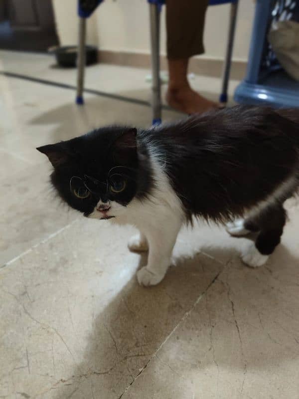 persian cat very intelligent & friendly 1