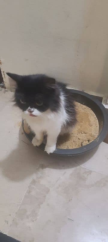 persian cat very intelligent & friendly 2