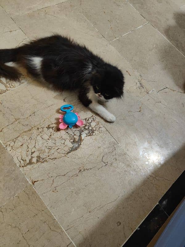 persian cat very intelligent & friendly 3