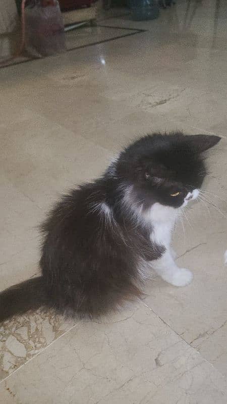 persian cat very intelligent & friendly 4