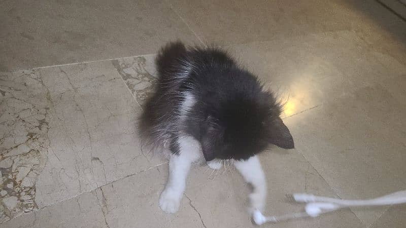 persian cat very intelligent & friendly 5