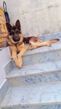 German