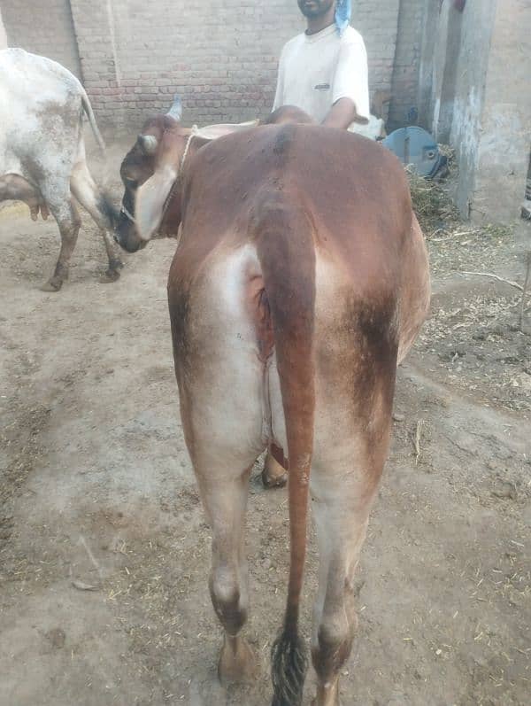 Qurbani kalia 2 Dant bachra 0