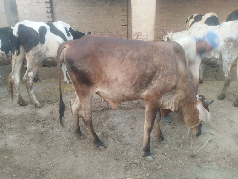 Qurbani kalia 2 Dant bachra 1