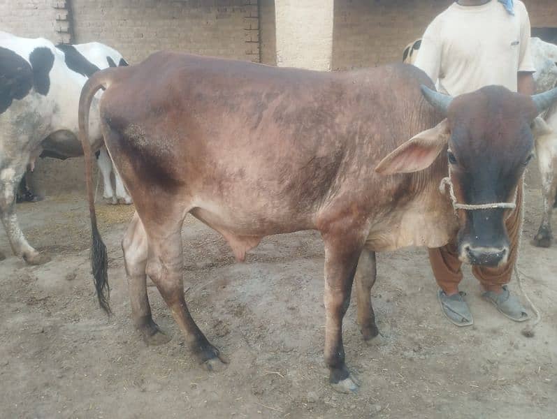 Qurbani kalia 2 Dant bachra 2