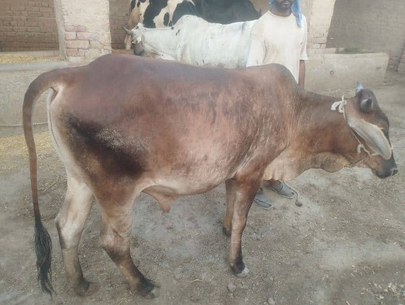 Qurbani kalia 2 Dant bachra 3