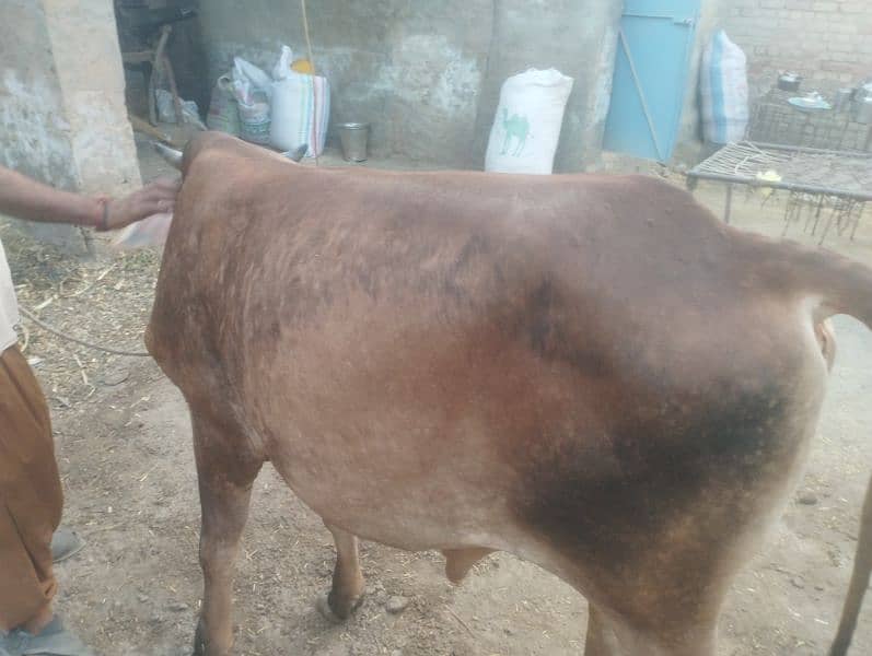 Qurbani kalia 2 Dant bachra 4