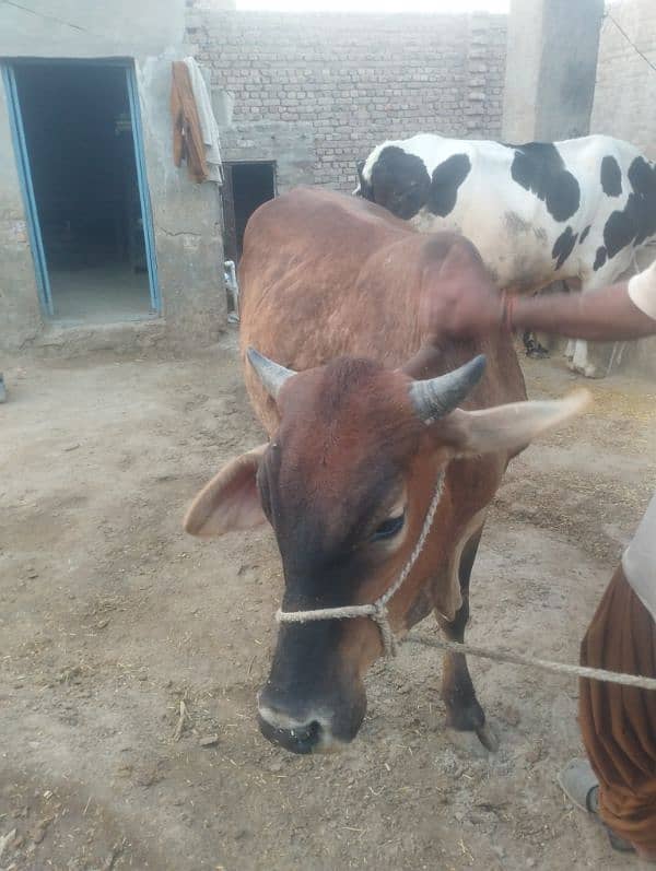 Qurbani kalia 2 Dant bachra 5
