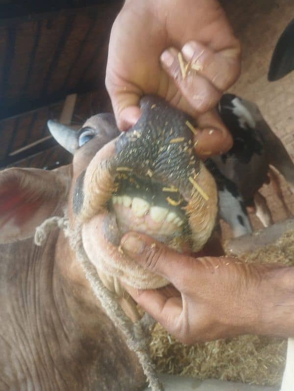 Qurbani kalia 2 Dant bachra 6