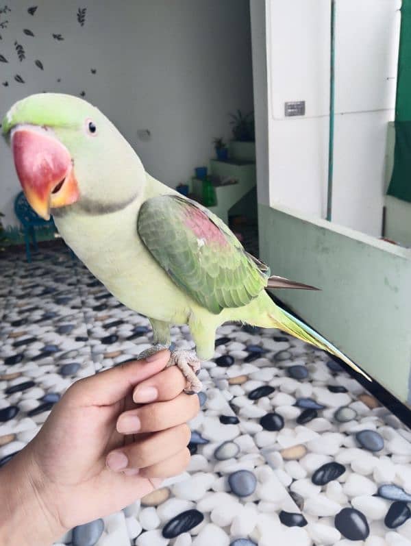 Hand tame talking raw parrot 0