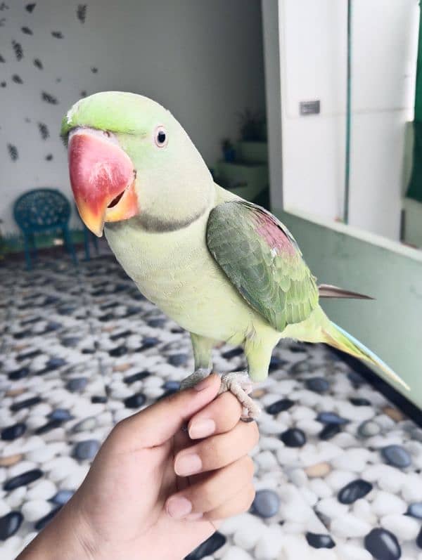 Hand tame talking raw parrot 1