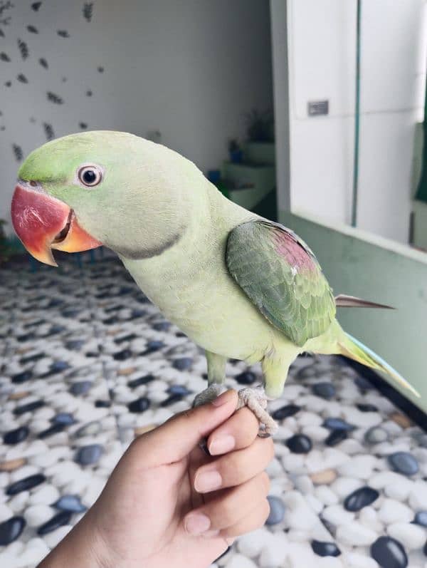 Hand tame talking raw parrot 2
