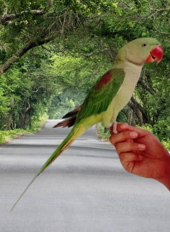Hand tame talking raw parrot 3